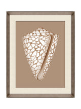 Next Brookpace Lascelles Beige/Brown Shell IV Wall Art 56cm x 46cm- Buy online at McGrocer