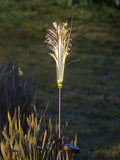 Solar Centre warm white reed fibre optic light 9.5cm, UK version