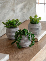 Next Gallery Home Set of 3 Natural Faux Succulents in Ceramic Pots- Buy online at McGrocer