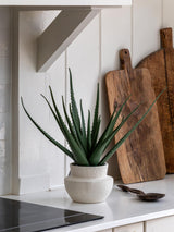 Next Gallery Home Natural Faux Aloe Vera Artificial Plant in Ceramic Pot 51cm- Buy online at McGrocer