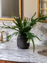 Next Gallery Home Multicoloured Faux Platycerium Artificial Plant in Ceramic Pot 43.5cm Height- Buy online at McGrocer