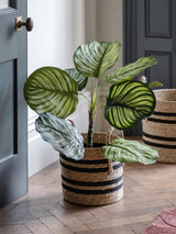 Next Gallery Home Green Faux Calathea Plant Indoor Planter 60cm- Buy online at McGrocer
