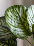 Gallery Home green faux potted Calathea plant 60cm, UK version