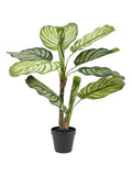Gallery Home green faux potted Calathea plant 60cm, UK version