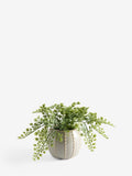 Artificial fern in ceramic pot 23cm, UK version