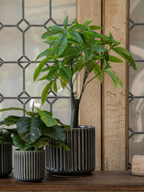 Next Libra Interiors Green Faux Pachira Money Plant Artificial Plant 65cm- Buy online at McGrocer