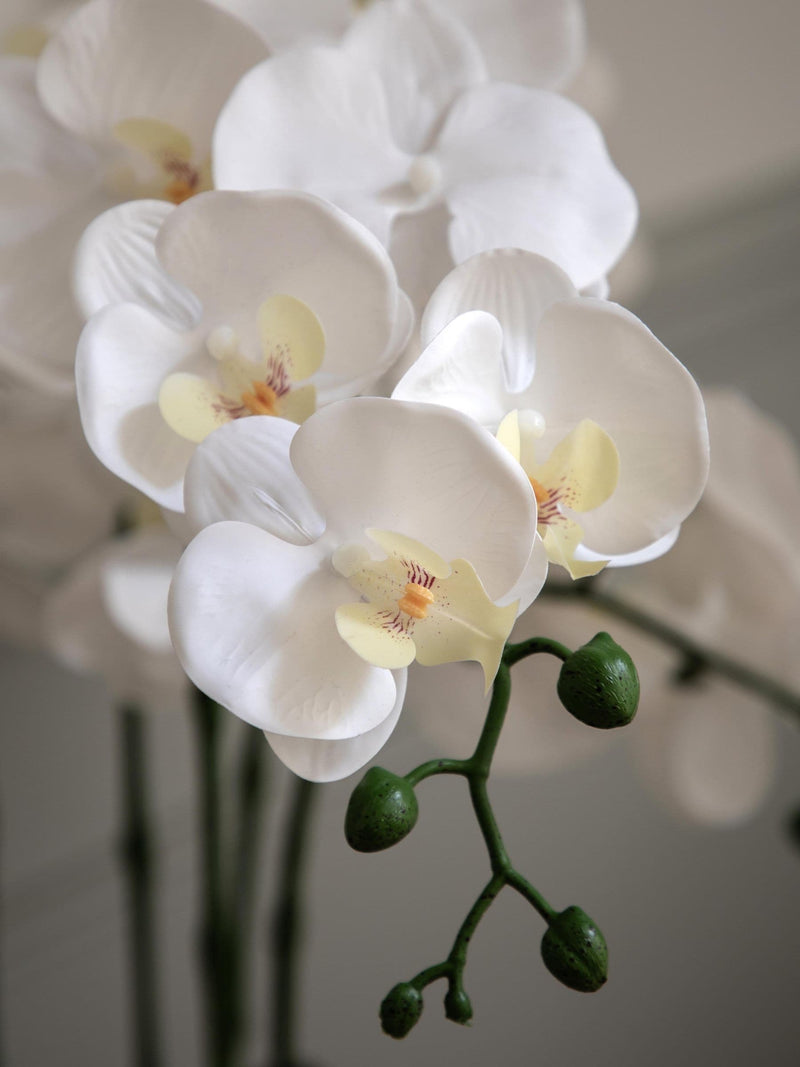 Gallery Home white oversized orchid in cement style pot 65cm, UK version