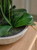 Gallery Home white oversized orchid in cement style pot 65cm, UK version