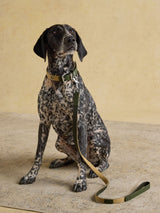 Next Joules Khaki Green Pet Lead- Buy online at McGrocer