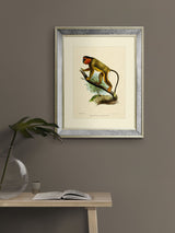 Next Brookpace Lascelles Primate IV Wall Art in Mirrored Frame 40 x 50cm- Buy online at McGrocer