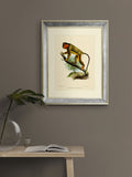 Brookpace Lascelles Primate IV wall art 40x50cm, UK version