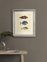 Next Brookpace Lascelles Fish III Art in Antique Gold Mirrored Frame 40 x 50cm Wall Art- Buy online at McGrocer