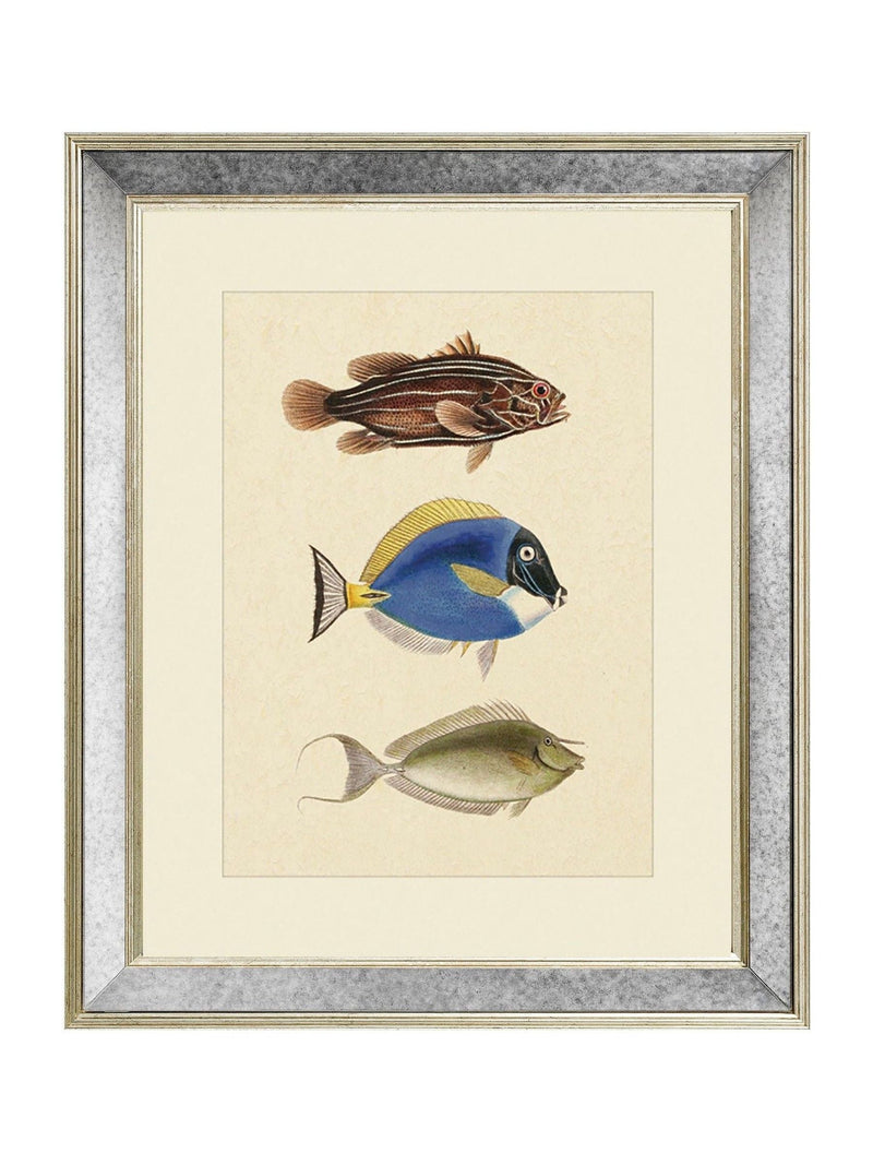Brookpace Fish III archive picture 40x50cm wall art, UK version
