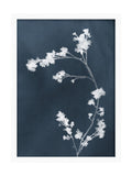 Graham & Brown Flower Press Blue framed art, imported from the UK