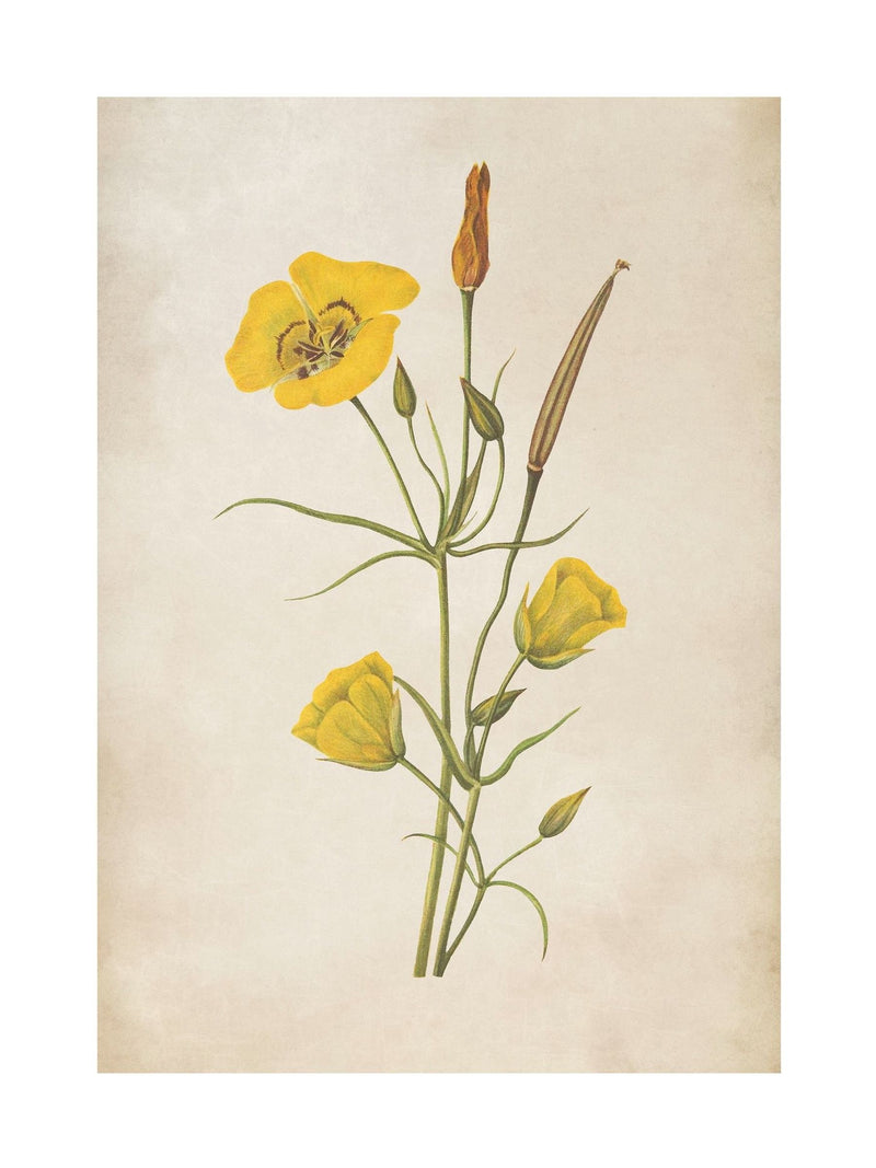 Graham & Brown Golden Wildflower framed art yellow bouquet - British product