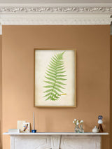 Next Graham & Brown Asplenium Filix-Foemina Multicolour Wood Frame Wall Art- Buy online at McGrocer