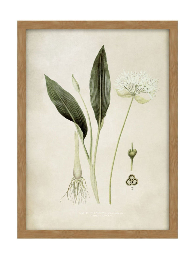 Graham & Brown Allium Ursinum wall art framed - British product