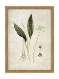 Graham & Brown Allium Ursinum wall art framed - British product
