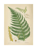 Graham & Brown Green Vinvent Brooks fern print framed artwork - British product