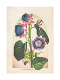 Graham & Brown multicolour Botanique Jungle Bloom frame, imported from the UK