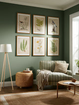 Next Graham & Brown Green Aspidium Lonchitis Wood Frame Framed Botanical Print- Buy online at McGrocer
