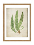 Graham & Brown framed botanical print Green Aspidium Lonchitis, UK version