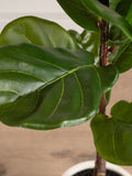 Scottish Everlastings green artificial fig tree chunky pot, imported from the UK