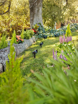 Next Philips Black LED Caper Gardenlink Spike Light Kit- Buy online at McGrocer