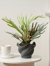 Next Scottish Everlastings Ltd Green Artificial Sea Greens in Cement Shell Pot Artificial Plant 53cm- Buy online at McGrocer