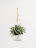 Scottish Everlastings faux hanging eucalyptus pot (British brand)