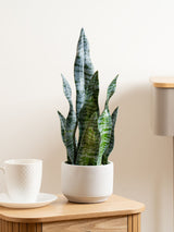 Next Scottish Everlastings Ltd Green Artificial Sansevieria Plant in Cement Pot 48cm- Buy online at McGrocer