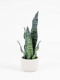 Scottish Everlastings artificial sansevieria green cement pot 48cm, UK version