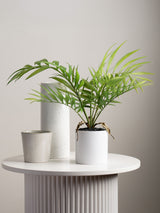 Next Scottish Everlastings Ltd Green Artificial Fern Tree in Plastic Pot - 40cm- Buy online at McGrocer