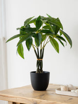 Next Scottish Everlastings Ltd Green Artificial Fortune Tree 45cm- Buy online at McGrocer