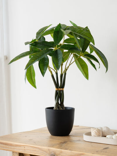 Next Scottish Everlastings Ltd Green Artificial Fortune Tree 45cm- Buy online at McGrocer