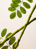 Rituals polishing exfoliator Moringa bamboo 75ml, imported from the UK