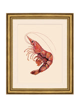 Next Brookpace Lascelles Red/Gold Shrimp II Wall Art- Buy online at McGrocer