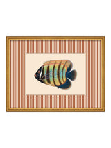 Next Brookpace Lascelles Red/Gold Tropical Fish Stripy Wall Art - Slim Frame 43cm x 33cm- Buy online at McGrocer