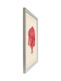 Brookpace Lascelles hand-drawn coral wall art in white frame - British product