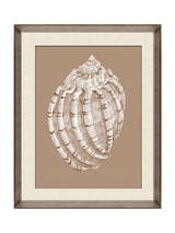 Next Brookpace Lascelles Shell I Wall Art Beige Brown Deep Frame 56cm x 46cm- Buy online at McGrocer