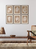 Brookpace Lascelles Shell I wall art print 56x46cm (British brand)