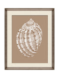 Brookpace Lascelles Shell I wall art print 56x46cm (British brand)