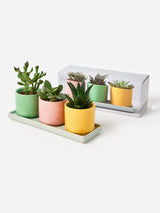 Next Oliver Bonas Set of 3 Multi Punta Ceramic Plant Pots- Buy online at McGrocer