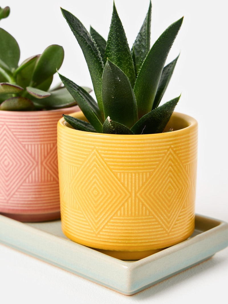 Oliver Bonas set of 3 ceramic plant pots 10cm, UK version