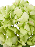 Pacific artificial green hydrangea pack of 6, imported from the UK