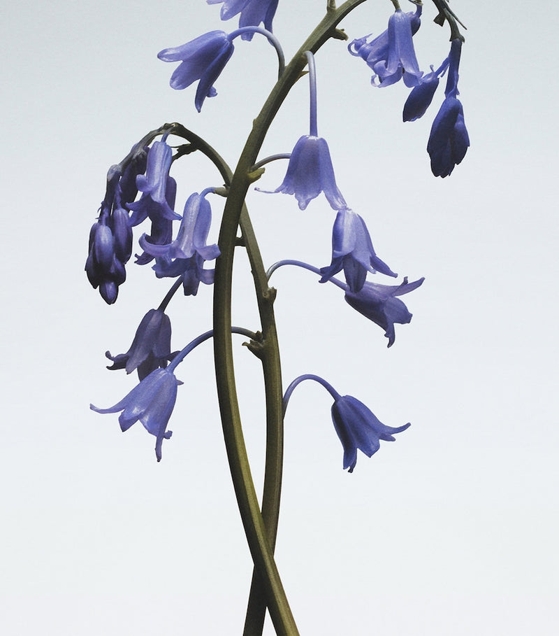 Jo Malone London Wild Bluebell candle 200g, UK version