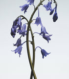 Jo Malone London Wild Bluebell candle 200g, UK version