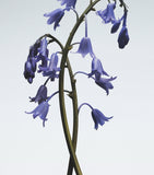 Jo Malone London Wild Bluebell candle 200g, UK version