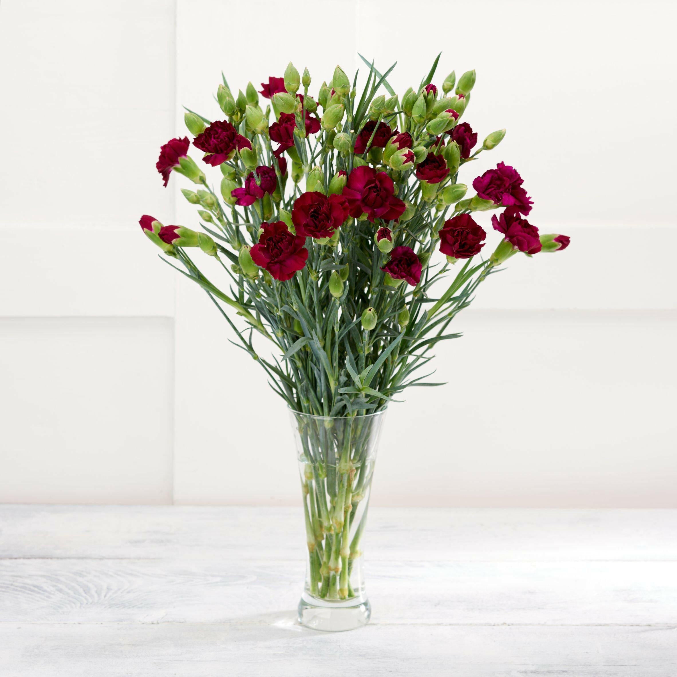 Spray Carnations GOODS Sainsburys