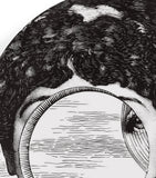 Fornasetti wall plate Tema e Variazioni No. 279 26cm (British brand)